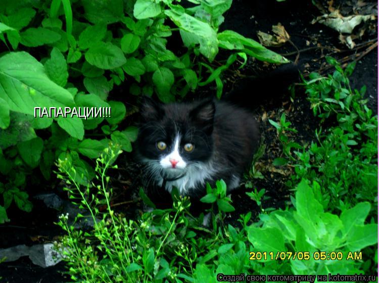 ПАПАРАЦИИ!!!... Котоматрица: ПАПАРАЦИИ!!!