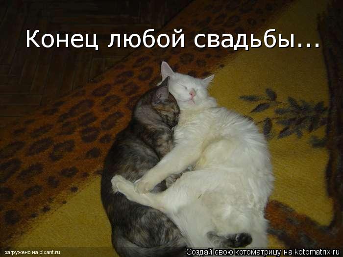 Конец любой свадьбы...... Котоматрица: Конец любой свадьбы...