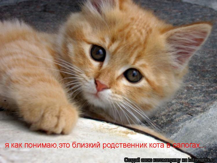 я как понимаю,это близкий родственник кота в сапогах...... Котоматрица: я как понимаю,это близкий родственник кота в сапогах...