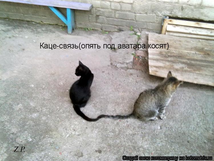 Каце-связь(опять под аватара косят)... Котоматрица: Каце-связь(опять под аватара косят)