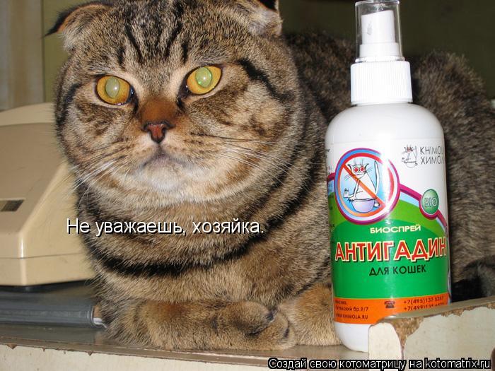 Не уважаешь, хозяйка.... Котоматрица: Не уважаешь, хозяйка.