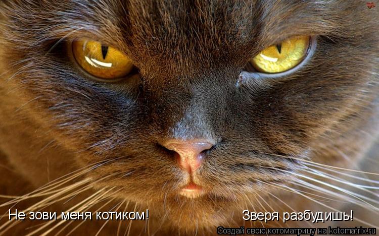 Не зови меня котиком! Зверя разбудишь!... Котоматрица: Не зови меня котиком! Зверя разбудишь!