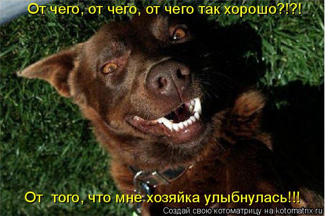 От чего, от чего, от чего так хорошо?!?! От того, что мне хозяйка улыбнулась!!!... Котоматрица: От чего, от чего, от чего так хорошо?!?! От того, что мне хозяйка улыбнулась!!!