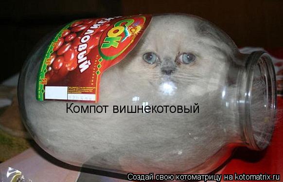 Компот вишнекотовый... Котоматрица: Компот вишнекотовый