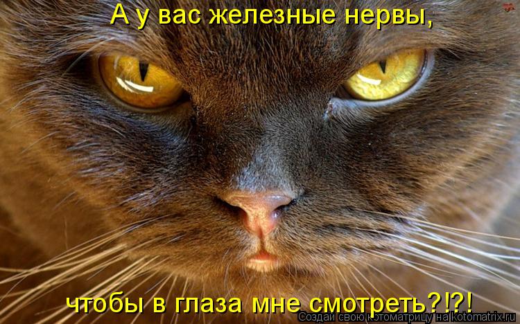 А у вас железные нервы, чтобы в глаза мне смотреть?!?!... Котоматрица: А у вас железные нервы, чтобы в глаза мне смотреть?!?!