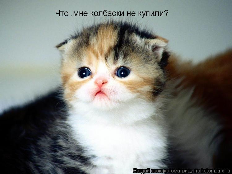 Что ,мне колбаски не купили?... Котоматрица: Что ,мне колбаски не купили?