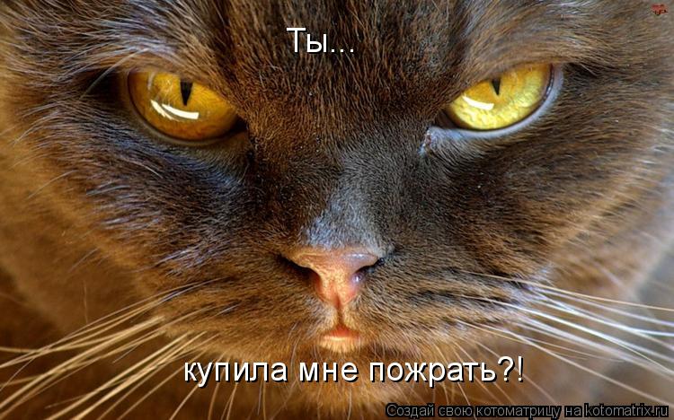 Ты... купила мне пожрать?!... Котоматрица: Ты... купила мне пожрать?!