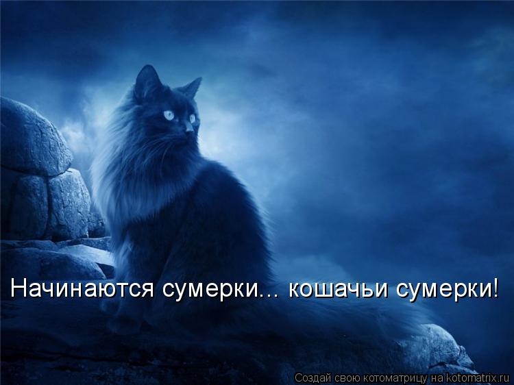 Начинаются сумерки... кошачьи сумерки!... Котоматрица: Начинаются сумерки... кошачьи сумерки!
