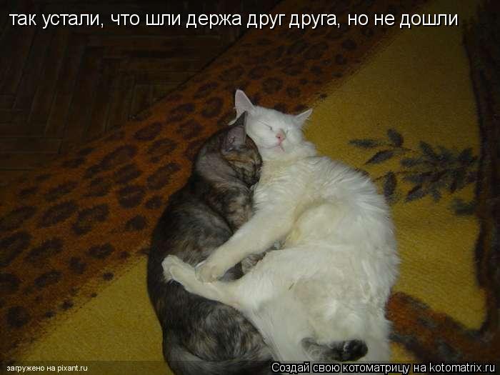 так устали, что шли держа друг друга, но не дошли... Котоматрица: так устали, что шли держа друг друга, но не дошли