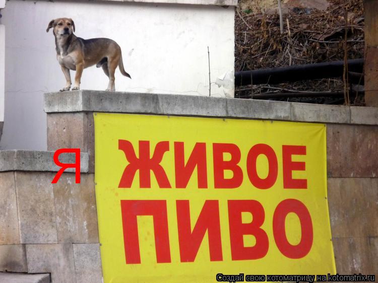Я... Котоматрица: Я