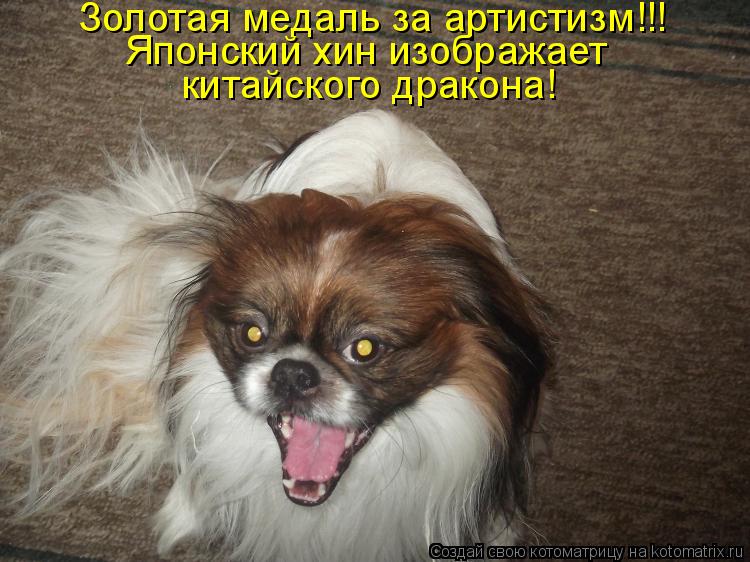 Золотая медаль за артистизм!!! Японский хин изображает китайского дракона!... Котоматрица: Золотая медаль за артистизм!!! Японский хин изображает китайского дракона!