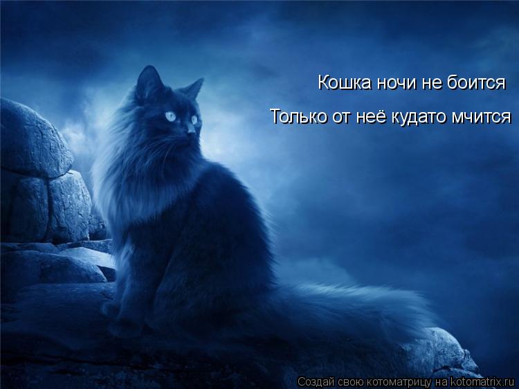 Кошка ночи не боится Только от неё кудато мчится... Котоматрица: Кошка ночи не боится Только от неё кудато мчится
