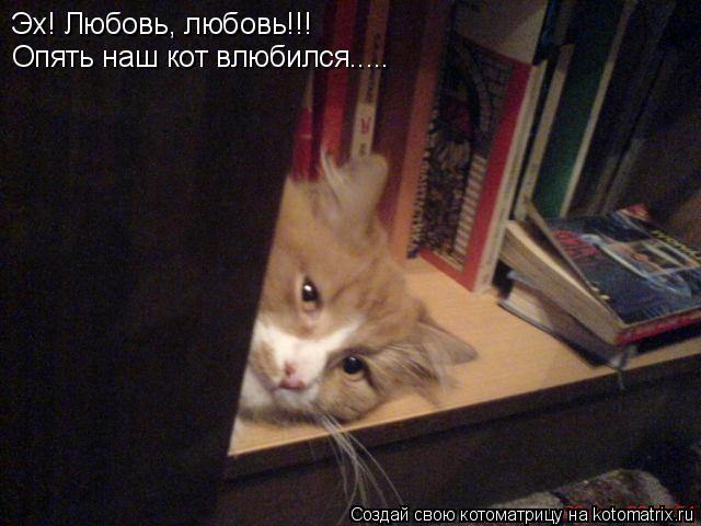 Эх! Любовь, любовь!!! Опять наш кот влюбился........ Котоматрица: Эх! Любовь, любовь!!! Опять наш кот влюбился.....