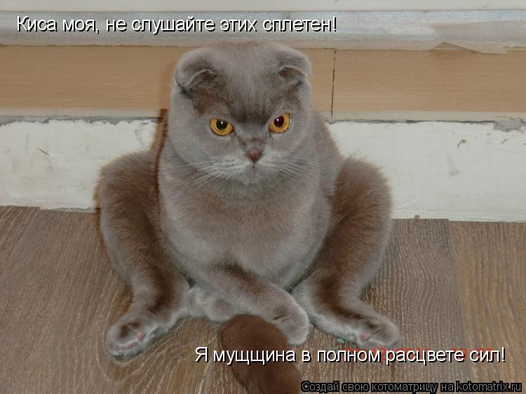 Киса моя, не слушайте этих сплетен! Я мущщина в полном расцвете сил!... Котоматрица: Киса моя, не слушайте этих сплетен! Я мущщина в полном расцвете сил!
