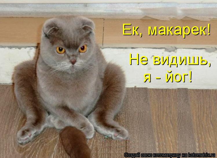 Ек, макарек! Не видишь, я - йог!... Котоматрица: Ек, макарек! Не видишь, я - йог!