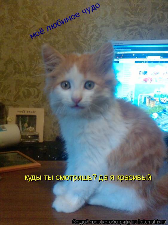 моё любимое чудо куды ты смотришь? да я красивый... Котоматрица: моё любимое чудо куды ты смотришь? да я красивый