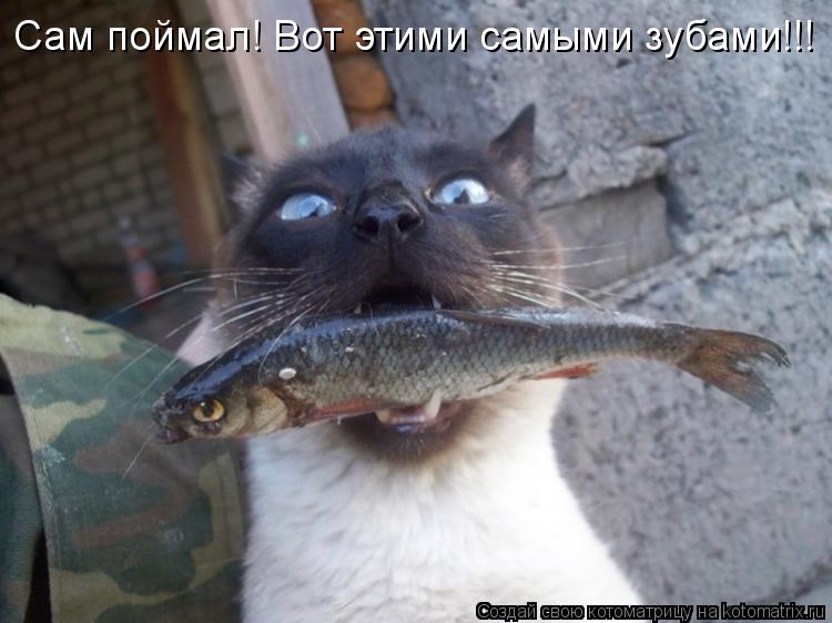 Сам поймал! Вот этими самыми зубами!!!... Котоматрица: Сам поймал! Вот этими самыми зубами!!!
