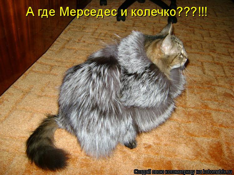 А где Мерседес и колечко???!!!... Котоматрица: А где Мерседес и колечко???!!!