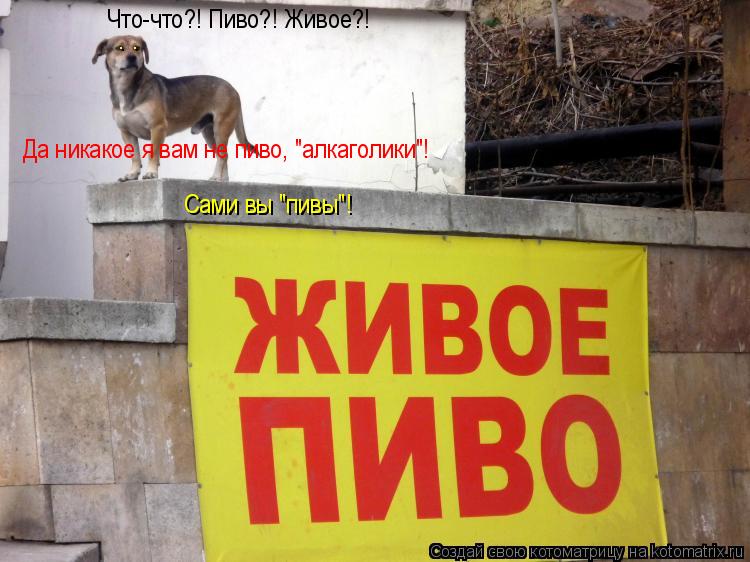 . . Что-что?! Пиво?! Живое?! Да никакое я вам не пиво, "алкаголики"! Сами вы "пивы"!... Котоматрица: . . Что-что?! Пиво?! Живое?! Да никакое я вам не пиво, "алкаголики"! Сами вы "пивы"!