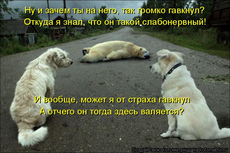 Ну и зачем ты на него, так громко гавкнул? Откуда я знал, что он такой слабонервный! И вообще, может ... Котоматрица: Ну и зачем ты на него, так громко гавкнул? Откуда я знал, что он такой слабонервный! И вообще, может я от страха гавкнул А отчего он тогда здес