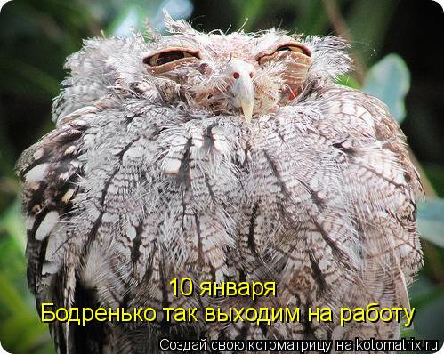 10 января Бодренько так выходим на работу... Котоматрица: 10 января Бодренько так выходим на работу