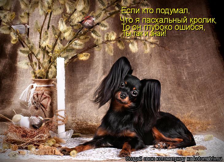 Что я пасхальный кролик, То он глубоко ошибся, Если кто подумал, Ты так и знай!... Котоматрица: Что я пасхальный кролик, То он глубоко ошибся, Если кто подумал, Ты так и знай!