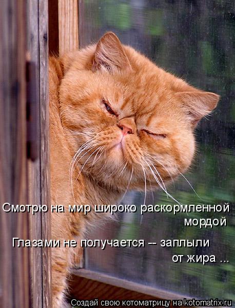 мордой Смотрю на мир широко раскормленной Глазами не получается -- заплыли от жира ...... Котоматрица: мордой Смотрю на мир широко раскормленной Глазами не получается -- заплыли от жира ...