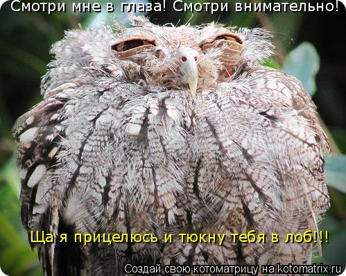 Смотри мне в глаза! Смотри внимательно! Ща я прицелюсь и тюкну тебя в лоб!!!... Котоматрица: Смотри мне в глаза! Смотри внимательно! Ща я прицелюсь и тюкну тебя в лоб!!!