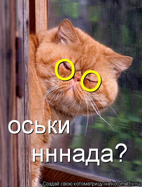 оськи нннада? О О... Котоматрица: оськи нннада? О О