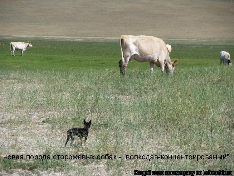 новая порода сторожевых собак - "волкодав-концентрированый"... Котоматрица: новая порода сторожевых собак - "волкодав-концентрированый"