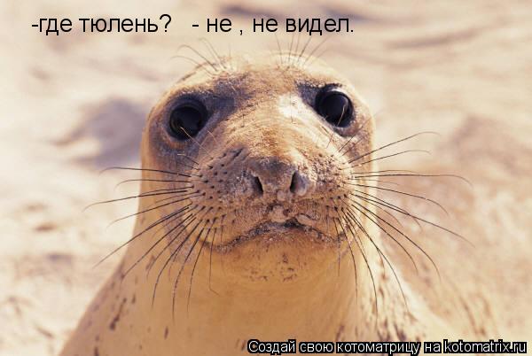 -где тюлень? - не , не видел.... Котоматрица: -где тюлень? - не , не видел.