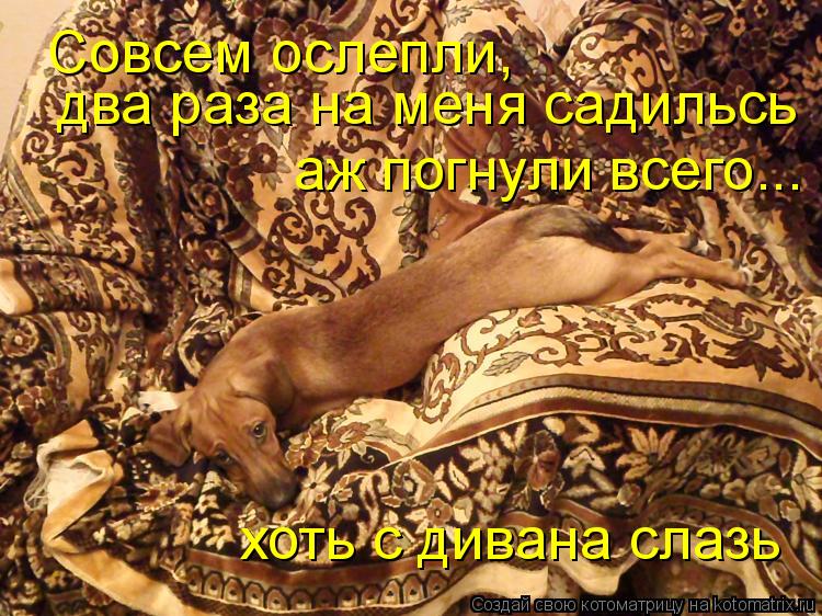 Совсем ослепли, два раза на меня садильсь аж погнули всего... хоть с дивана слазь... Котоматрица: Совсем ослепли, два раза на меня садильсь аж погнули всего... хоть с дивана слазь