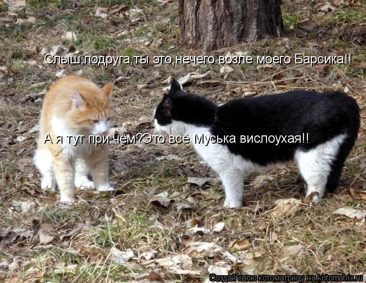 Слыш,подруга,ты это,нечего возле моего Барсика!! А я тут при чём?Это всё Муська вислоухая!!... Котоматрица: Слыш,подруга,ты это,нечего возле моего Барсика!! А я тут при чём?Это всё Муська вислоухая!!