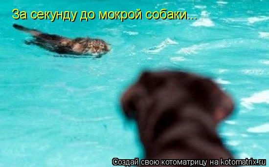 За секунду до мокрой собаки...... Котоматрица: За секунду до мокрой собаки...