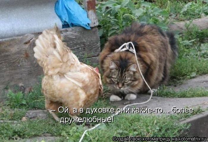-- Ой, а в духовке они какие-то... более дружелюбные!... Котоматрица: -- Ой, а в духовке они какие-то... более дружелюбные!
