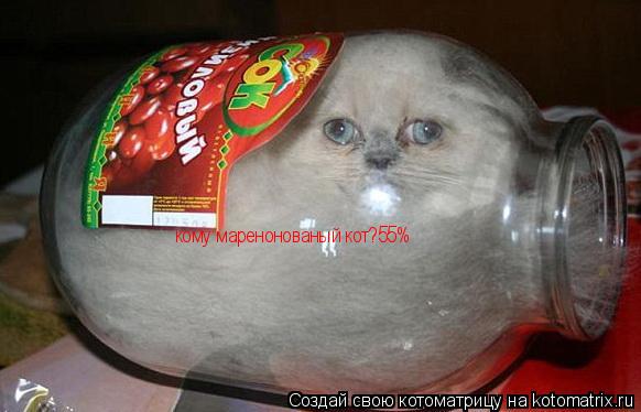 кому маренонованый кот?55%... Котоматрица: кому маренонованый кот?55%