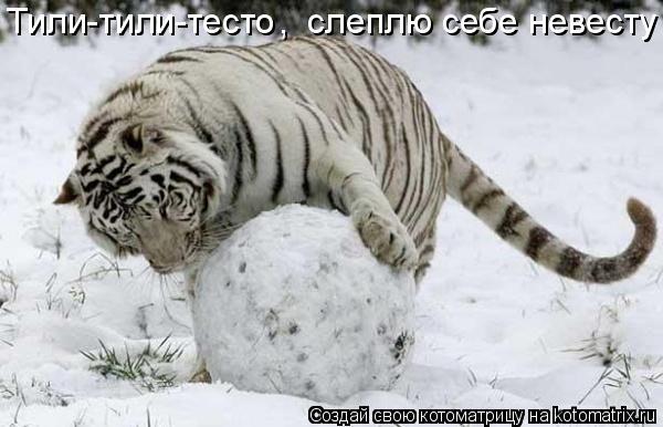 Тили-тили-тесто , слеплю себе невесту... Котоматрица: Тили-тили-тесто , слеплю себе невесту