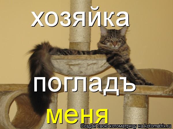 хозяйка погладъ меня... Котоматрица: хозяйка погладъ меня
