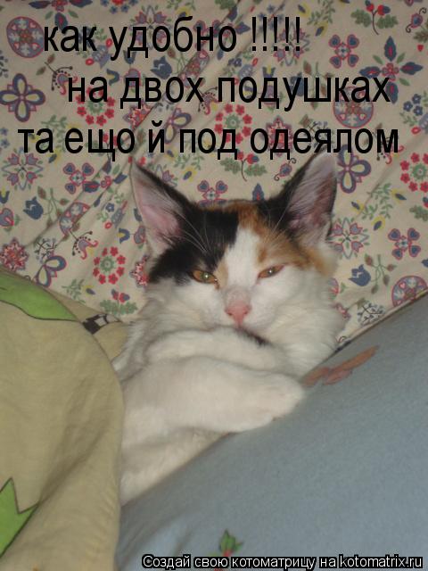 как удобно !!!!! на двох подушках та ещо й под одеялом... Котоматрица: как удобно !!!!! на двох подушках та ещо й под одеялом