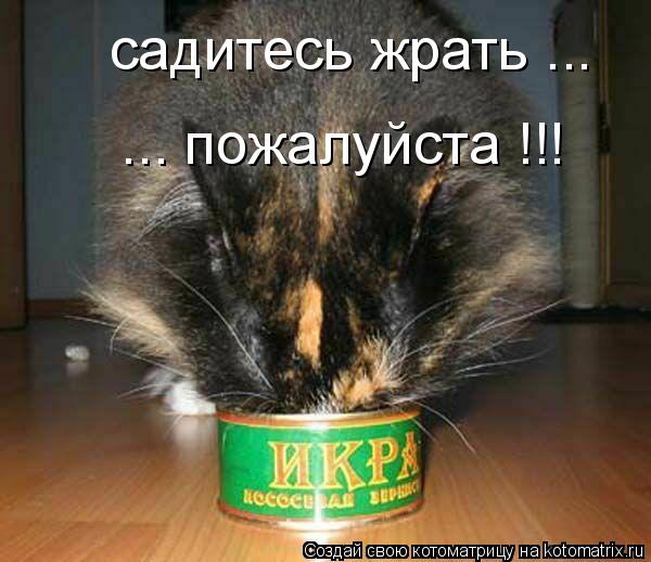 садитесь жрать ... ... пожалуйста !!!... Котоматрица: садитесь жрать ... ... пожалуйста !!!