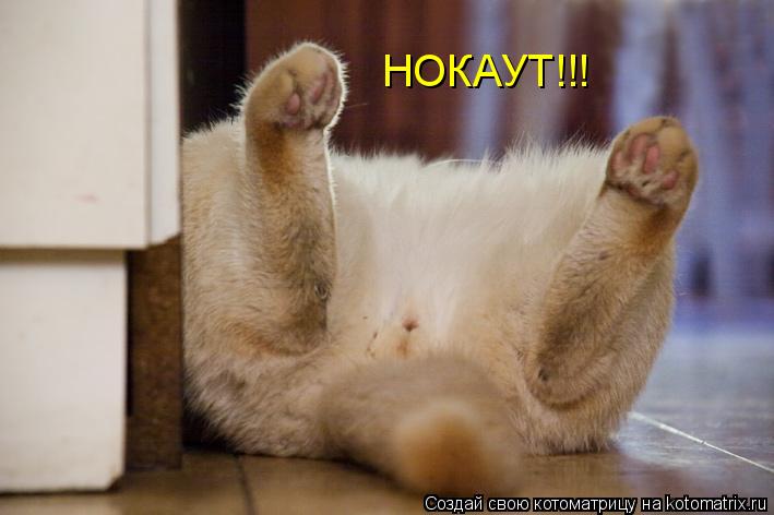 НОКАУТ!!!... Котоматрица: НОКАУТ!!!