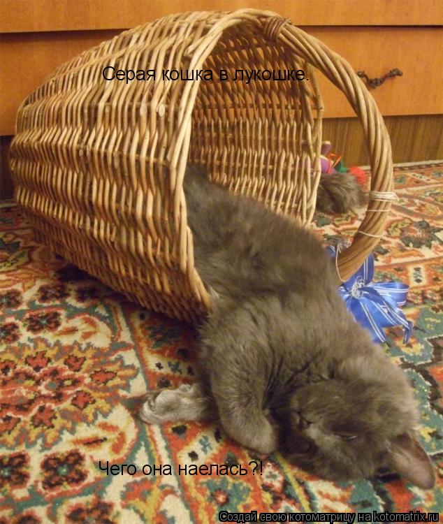 Серая кошка в лукошке. Чего она наелась?!... Котоматрица: Серая кошка в лукошке. Чего она наелась?!