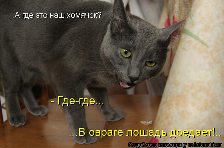 - Где-где... ...В овраге лошадь доедает!.. ...А где это наш хомячок?... Котоматрица: - Где-где... ...В овраге лошадь доедает!.. ...А где это наш хомячок?