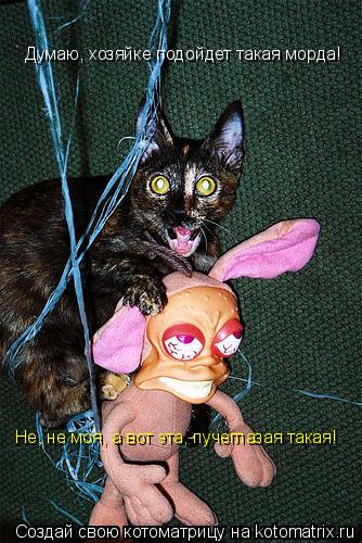 Думаю, хозяйке подойдет такая морда! Не, не моя, а вот эта, пучеглазая такая!... Котоматрица: Думаю, хозяйке подойдет такая морда! Не, не моя, а вот эта, пучеглазая такая!