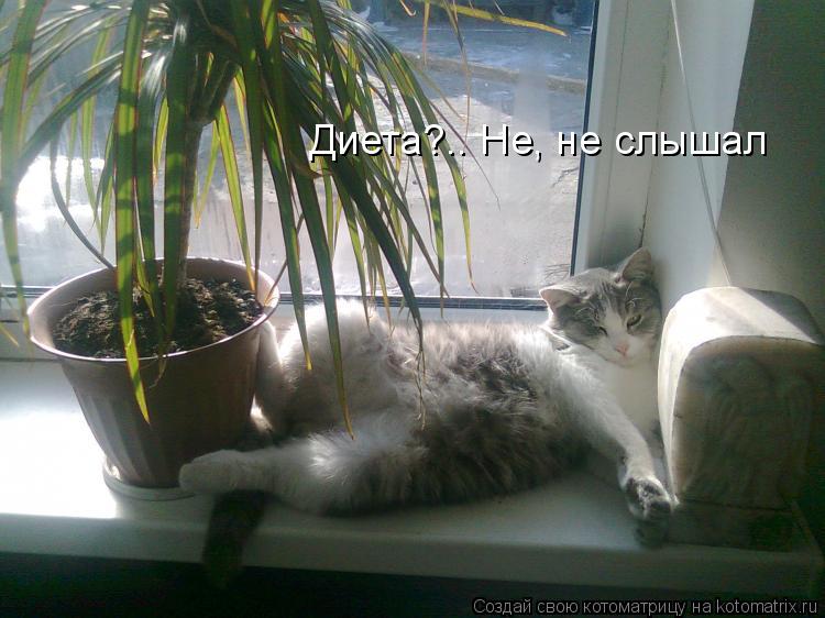 Диета?.. Не, не слышал... Котоматрица: Диета?.. Не, не слышал