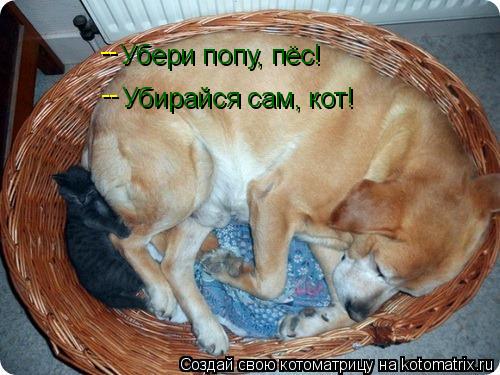 Убери попу, пёс! Убирайся сам, кот! -- --... Котоматрица: Убери попу, пёс! Убирайся сам, кот! -- --