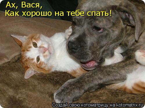 Ах, Вася, Как хорошо на тебе спать!... Котоматрица: Ах, Вася, Как хорошо на тебе спать!