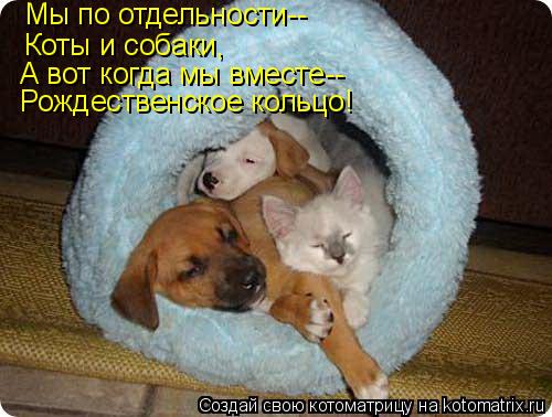 Мы по отдельности-- Коты и собаки, А вот когда мы вместе-- Рождественское кольцо!... Котоматрица: Мы по отдельности-- Коты и собаки, А вот когда мы вместе-- Рождественское кольцо!