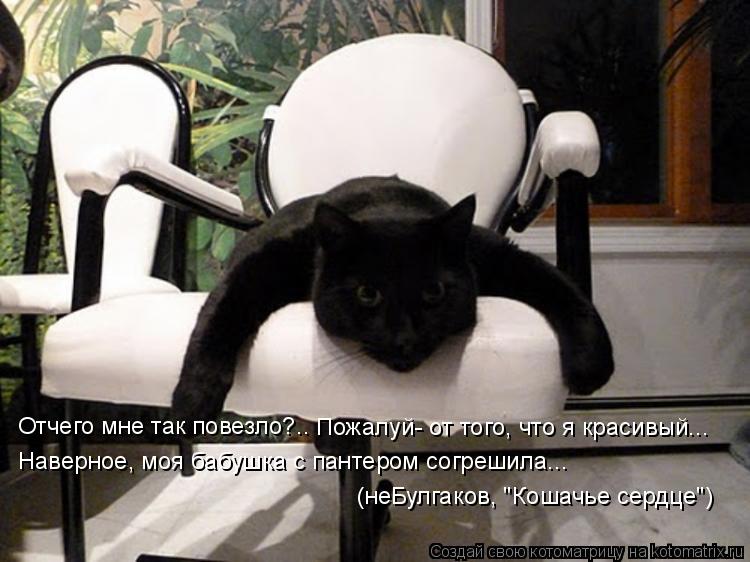 Отчего мне так повезло?.. Пожалуй- от того, что я красивый... Наверное, моя бабушка с пантером согреш... Котоматрица: Отчего мне так повезло?.. Пожалуй- от того, что я красивый... Наверное, моя бабушка с пантером согрешила... (неБулгаков, "Кошачье сердце")