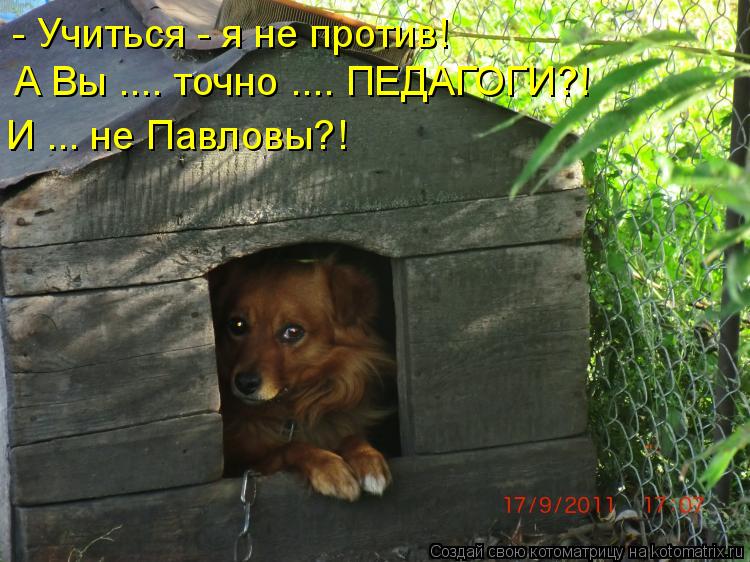 - Учиться - я не против! А Вы .... точно .... ПЕДАГОГИ?! И ... не Павловы?!... Котоматрица: - Учиться - я не против! А Вы .... точно .... ПЕДАГОГИ?! И ... не Павловы?!